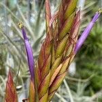 Tillandsia balbisiana Blodyn