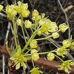 Acer platanoides Blüte