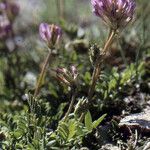 Astragalus leontinus Άλλα