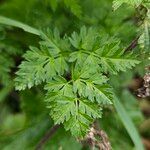 Chaerophyllum aureum Leaf