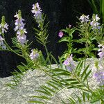 Galega officinalis Λουλούδι