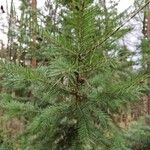 Pseudotsuga menziesii Alkat (teljes növény)