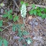 Goodyera pubescens Blatt