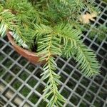 Taxus globosa Liść