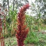 Amaranthus hypochondriacus Flors