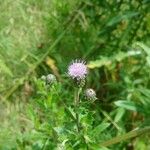 Cirsium arvenseFlower