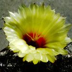 Astrophytum capricorne Цветок
