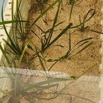 Vallisneria spiralis Libunga