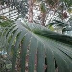Thrinax parviflora List