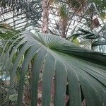 Thrinax parviflora Leaf