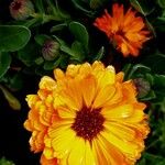 Calendula stellataപുഷ്പം