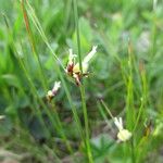 Juncus trifidus Floare