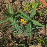 Euphorbia lathyris Folla