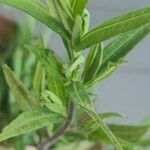 Symphyotrichum praealtum Leaf