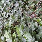 Hedera hibernica葉