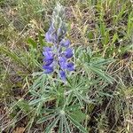 Lupinus sericeus 花
