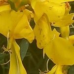 Genista aetnensis Kvet
