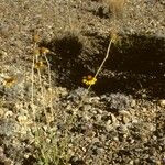 Gaillardia pinnatifida Habitat