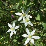 Ornithogalum gussonei Flower