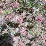 Trifolium stellatum 花