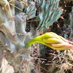 Cereus hildmannianus Flower