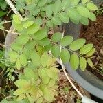 Phyllanthus reticulatus Leaf