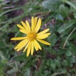 Doronicum clusii Flower