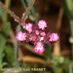Turgenia latifolia Virág