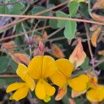 Rhynchosia minima Flower
