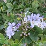 Guaiacum officinale Flower