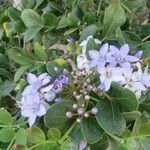 Guaiacum officinale Квітка