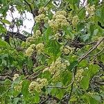 Hovenia dulcis Floare