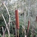 Typha latifolia 花