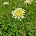 Hieracium berardianum Fula