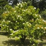 Miconia longifolia Хабит