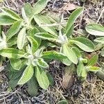 Pilosella officinarum Leaf