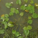 Sagittaria guayanensis Habit