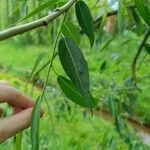 Salix euxina Blatt