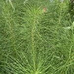 Equisetum telmateiaBlad