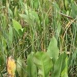 Sagittaria lancifolia Blad