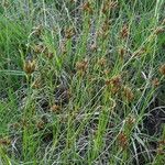 Rhynchospora fusca Autre