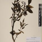 Zanthoxylum oxyphyllum Otro