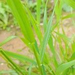 Hordeum marinum Leaf