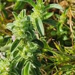 Meiosperma bracteatum Φύλλο
