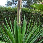 Yucca gloriosaFlower