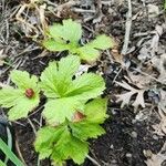 Hydrastis canadensis Leaf