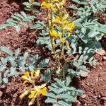 Hoffmannseggia glauca 形態