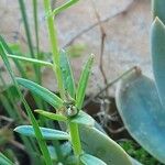 Portulaca rubricaulis Levél