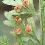 Asplenium hypomelas Leht