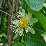 Passiflora discophora